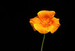 Kalifornischer Mohn - California poppy 07