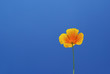 Kalifornischer Mohn - California poppy 08
