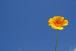 Kalifornischer Mohn - California poppy 09