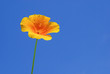 Kalifornischer Mohn - California poppy 10