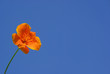 Kalifornischer Mohn - California poppy 12