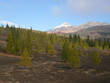 Lichter Wald um den El Teide