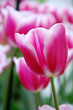 Pink Tulips
