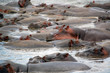 hippos pool, Serengeti National Park, Tanzania