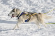 Husky