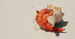Hermit crab, Chumbe Island, Tanzania