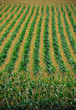 Foto: Maisfeld Maisfeld