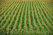 Foto: Maisfeld II Maisfeld II