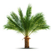 Palm tree Palm tree