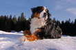 Lawinenhund