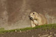 A Prairie Dog Hunting
