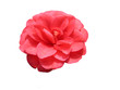 Blüte