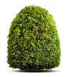 Green plant