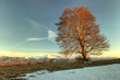 Photo: tree in the snow tree in the snow