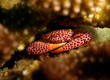 Rust spotted coral crab
