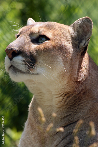 Photo: Captivating Cougar Captivating Cougar