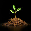 Young sprout on a black background Young sprout on a black background