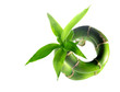 bamboo 3