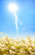 Blue sky 1
