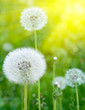 Photo: White dandelions on a green background White dandelions on a green background