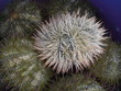 Female Shellfish