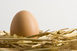Ei im Nest