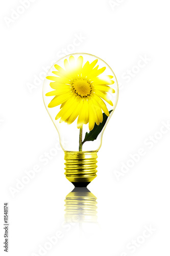 Photo: blume in der glühlampe blume in der glühlampe
