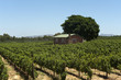 vineyard in South Africa