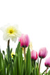 Tulips and daffodils on white background