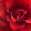 red rose background