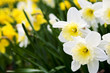 Daffodils