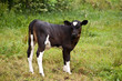 Black and white calf