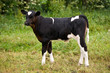 Black and white calf