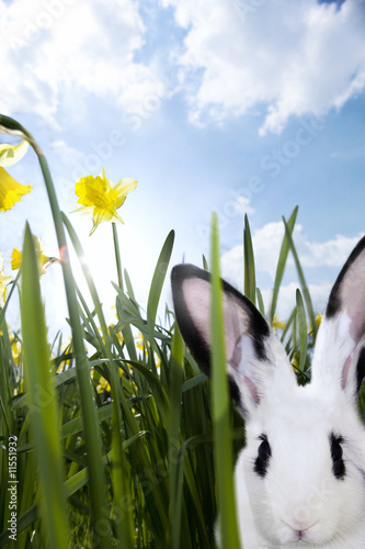 Photo: Close up of a rabbit in grass with daffodils Close up of a rabbit in grass with daffodils
