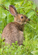 Snowshoe Hare feeding on grass