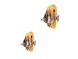 poissons tropicaux