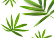 Photo: palm tree leaves palm tree leaves