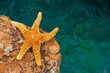 Starfish on the tropical beach