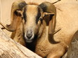 Barbado Sheep resting in rocks