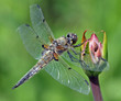 Vierfleck, Libellula quadrimaculata