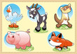 Farm Baby Animals Farm Baby Animals