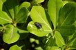 mouche sur feuille