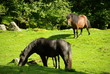 chevaux dans pré