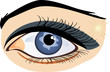 Female eye on the white background. Vector