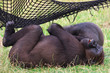 Gorillas sleeping under a net Gorillas sleeping under a net