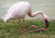 Foto: fenicottero rosa fenicottero rosa