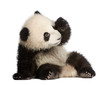 Giant Panda (6 months) - Ailuropoda melanoleuca