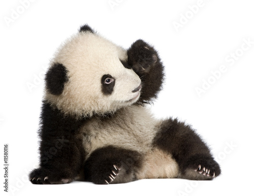 Photo: Giant Panda (6 months) - Ailuropoda melanoleuca Giant Panda (6 months) - Ailuropoda melanoleuca