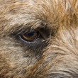 Border terrier