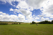 Sommerliches Feld